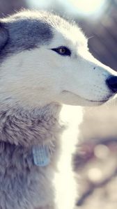 Preview wallpaper husky, dog, muzzle, coat, collar, sit