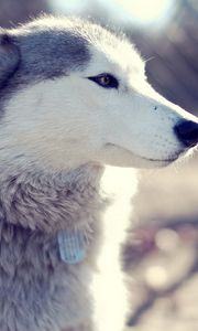 Preview wallpaper husky, dog, muzzle, coat, collar, sit