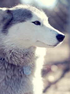 Preview wallpaper husky, dog, muzzle, coat, collar, sit