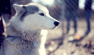 Preview wallpaper husky, dog, muzzle, coat, collar, sit