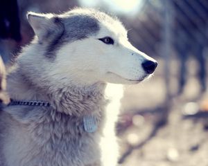 Preview wallpaper husky, dog, muzzle, coat, collar, sit