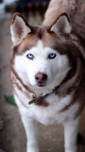 Husky iphone 8/7/6s/6 for parallax wallpapers hd, desktop backgrounds  938x1668, images and pictures