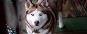 Preview wallpaper husky, dog, muzzle, eyes, collar