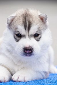 Preview wallpaper husky, dog, muzzle, puppy, beautiful