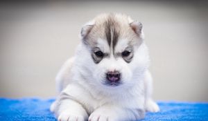 Preview wallpaper husky, dog, muzzle, puppy, beautiful