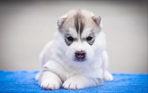 Preview wallpaper husky, dog, muzzle, puppy, beautiful