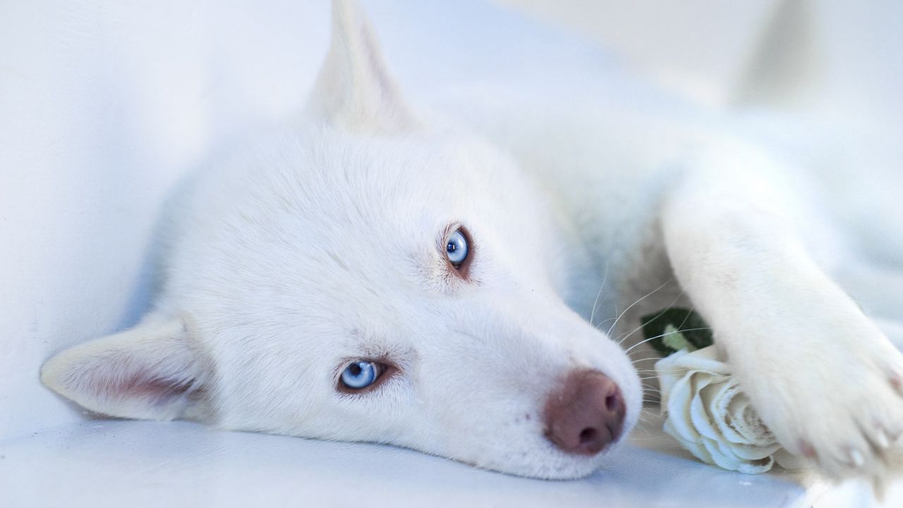 Wallpaper husky, dog, muzzle, blue-eyed