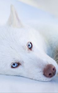 Preview wallpaper husky, dog, muzzle, blue-eyed