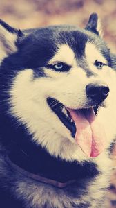 Preview wallpaper husky, dog, muzzle, protruding tongue