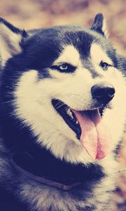 Preview wallpaper husky, dog, muzzle, protruding tongue