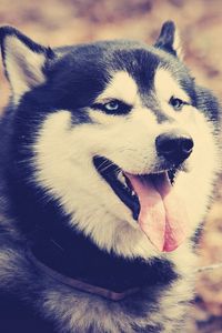 Preview wallpaper husky, dog, muzzle, protruding tongue