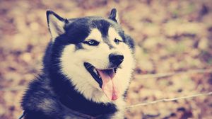 Preview wallpaper husky, dog, muzzle, protruding tongue