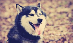 Preview wallpaper husky, dog, muzzle, protruding tongue