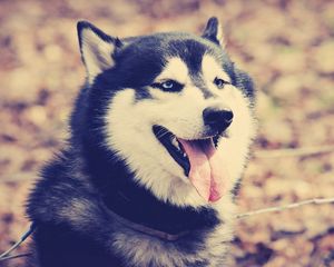 Preview wallpaper husky, dog, muzzle, protruding tongue