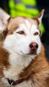 Preview wallpaper husky, dog, muzzle, eyes, spotted