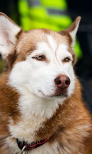 Preview wallpaper husky, dog, muzzle, eyes, spotted