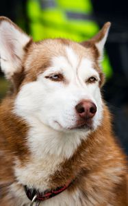 Preview wallpaper husky, dog, muzzle, eyes, spotted