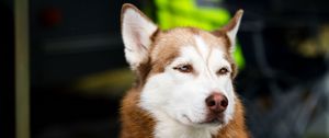 Preview wallpaper husky, dog, muzzle, eyes, spotted