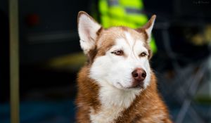 Preview wallpaper husky, dog, muzzle, eyes, spotted