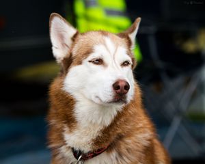 Preview wallpaper husky, dog, muzzle, eyes, spotted