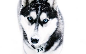 Preview wallpaper husky, dog, muzzle, blue-eyed