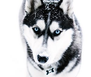 Preview wallpaper husky, dog, muzzle, blue-eyed