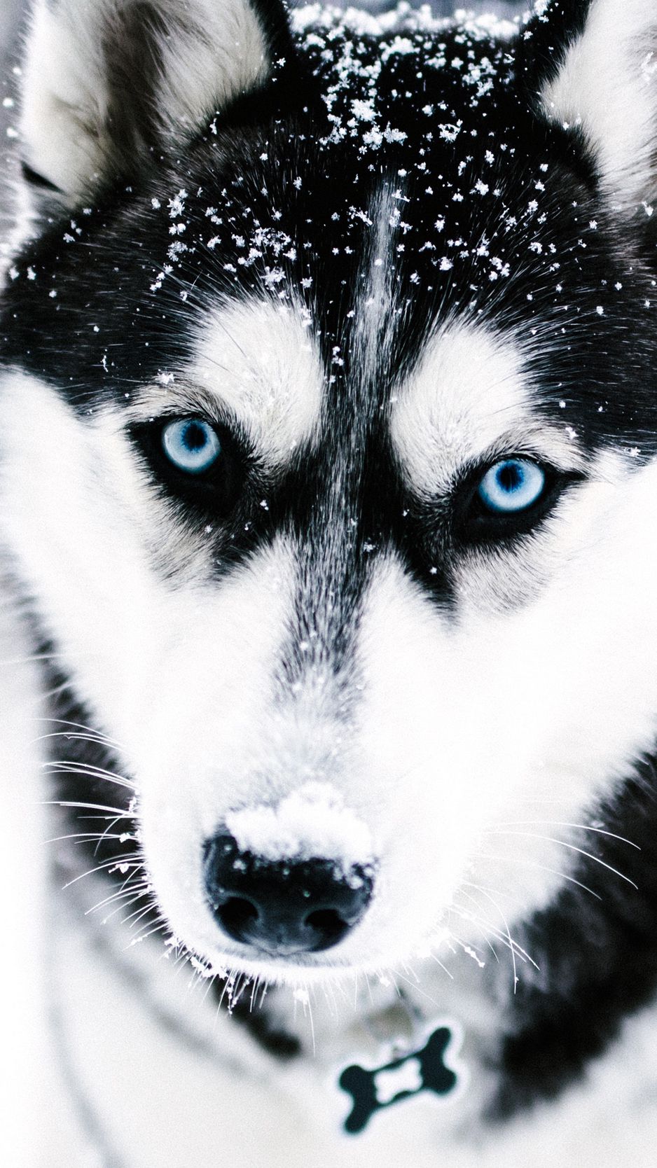 Download Wallpaper 938x1668 Husky Dog Muzzle Blue Eyed Iphone 8 7 6s 6 For Parallax Hd Background