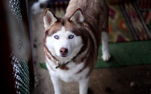 Preview wallpaper husky, dog, muzzle, eyes, collar