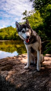 Preview wallpaper husky, dog, pet, shore, heterochromia