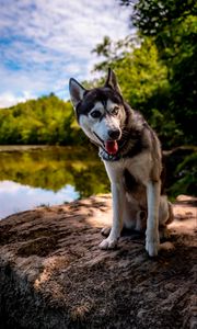 Preview wallpaper husky, dog, pet, shore, heterochromia