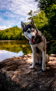 Preview wallpaper husky, dog, pet, shore, heterochromia