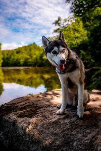 Preview wallpaper husky, dog, pet, shore, heterochromia