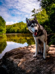 Preview wallpaper husky, dog, pet, shore, heterochromia