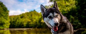 Preview wallpaper husky, dog, pet, shore, heterochromia