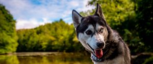 Preview wallpaper husky, dog, pet, shore, heterochromia