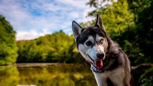 Preview wallpaper husky, dog, pet, shore, heterochromia