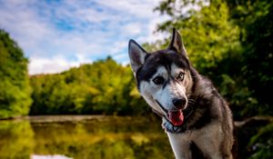 Preview wallpaper husky, dog, pet, shore, heterochromia