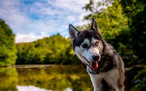 Preview wallpaper husky, dog, pet, shore, heterochromia