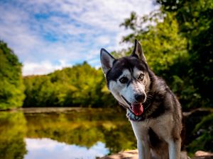 Preview wallpaper husky, dog, pet, shore, heterochromia