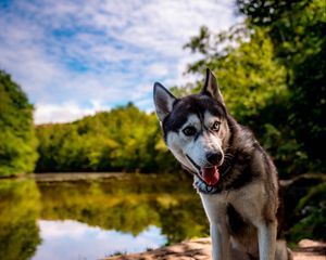 Preview wallpaper husky, dog, pet, shore, heterochromia