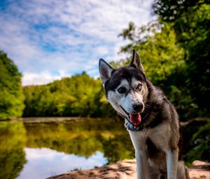 Preview wallpaper husky, dog, pet, shore, heterochromia