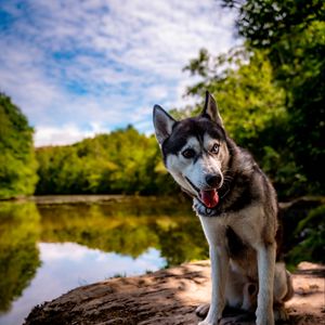 Preview wallpaper husky, dog, pet, shore, heterochromia