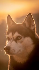 Preview wallpaper husky, dog, pet, light