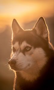 Preview wallpaper husky, dog, pet, light