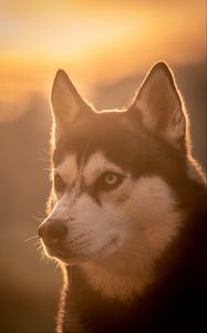 Preview wallpaper husky, dog, pet, light