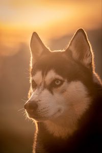Preview wallpaper husky, dog, pet, light