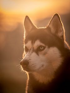 Preview wallpaper husky, dog, pet, light