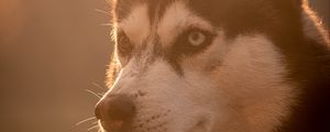 Preview wallpaper husky, dog, pet, light