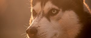 Preview wallpaper husky, dog, pet, light
