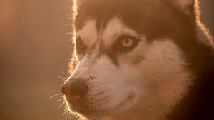 Preview wallpaper husky, dog, pet, light